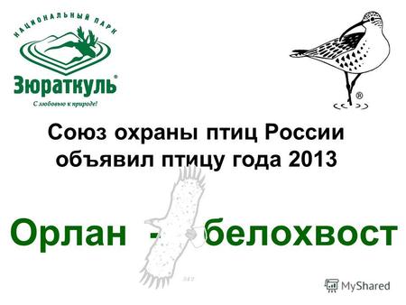 Союз охраны птиц России объявил птицу года 2013 Орлан - белохвост.