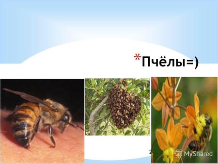Образец подзаголовка 21.10.13 * Пчёлы=). 21.10.13 * Пчелы - насекомые общественные, потому что живут большими группами, многочисленными семьями и в пределах.