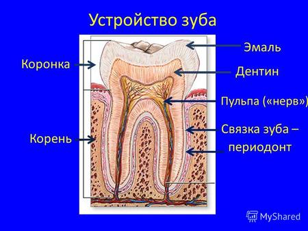 Устройство зуба Коронка Корень Эмаль Дентин Пульпа («нерв») Связка зуба – периодонт.
