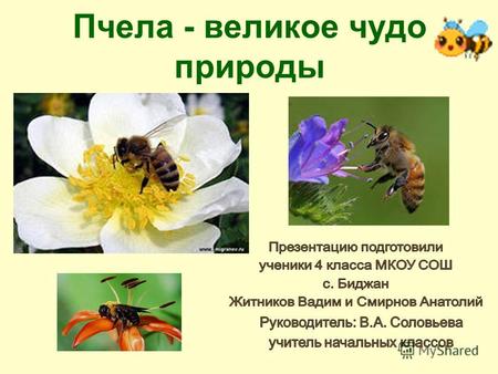 Пчела - великое чудо природы. Актуальность Пчеловодство - одно из древнейших занятий человека. Исследователями установлено, что в России им занимались.