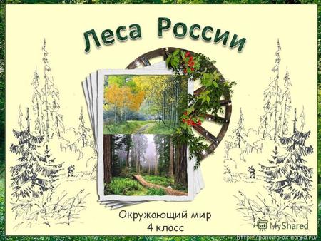 Нашу страну часто называют великой лесной державой. И действительно, зона лесов занимает больше половины территории России.
