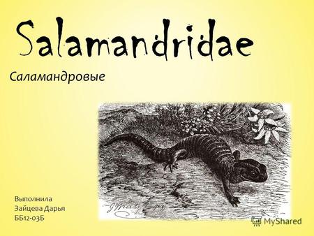 Salamandridae Саламандровые Выполнила Зайцева Дарья ББ12-03Б.