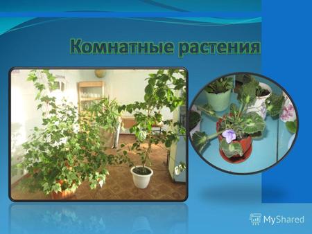 Цель урока: повышение мотивации к изучению комнатных растений.