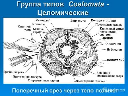 Группа типов Coelomata - Целомические Поперечный срез через тело полихет.
