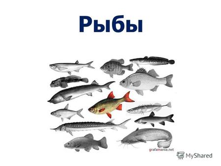 Рыбы Наиболее многочисленная группа среди позвоночных Амфибии - 2500 видов Млекопитающие - 4500 Рептилии - 6000 Птицы - 8600 Рыбы - 25000 Распространение.