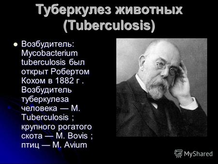 Туберкулез животных (Tuberculosis) Возбудитель: Mycobacterium tuberculosis был открыт Робертом Кохом в 1882 г. Возбудитель туберкулеза человека М. Tuberculosis.