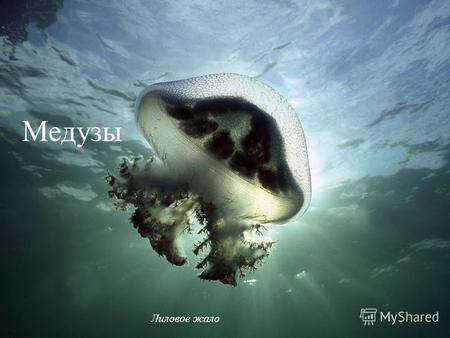 Медузы Лиловое жало Медузы. Морская крапива (Chrysaora fuscescens) Медуза стадия жизненного цикла.