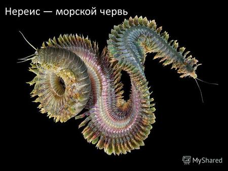 Нереис морской червь. Является самым большим представителем семейства может достигать 6070 см в длину.