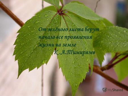 От зелёного листа берут начало все проявления жизни на земле К.А.Тимирязев.