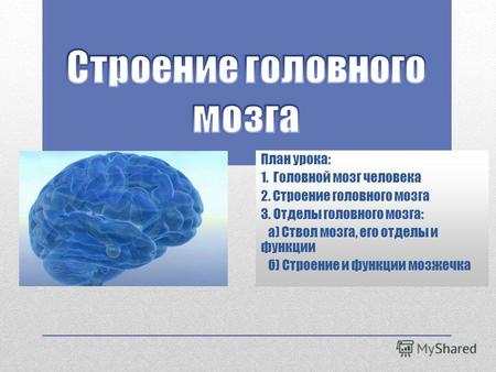 План урока: 1. Головной мозг человека 2. Строение головного мозга 3. Отделы головного мозга: а) Ствол мозга, его отделы и функции б) Строение и функции.