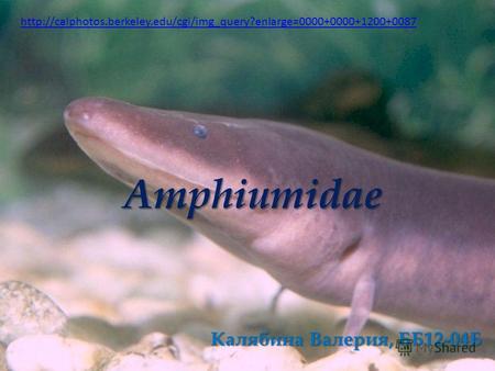 Amphiumidae Калябина Валерия, ББ12-04Б