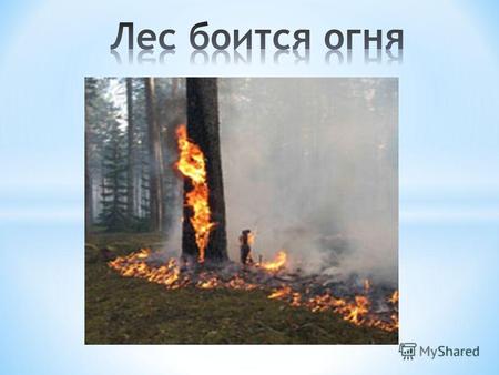 Реальные масштабы горимости лесов России и размеры наносимого огнем ущерба до настоящего времени не установлены. Регулярные наблюдения за лесными пожарами.