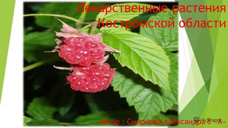 Лекарственные растения Костромской области Автор : Смирнова Александра 6 «А»