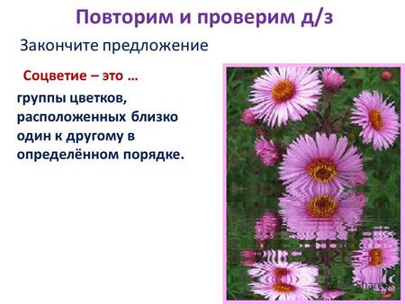 Повторим и проверим д/з Закончите предложение Соцветие – это … группы цветков, расположенных близко один к другому в определённом порядке.