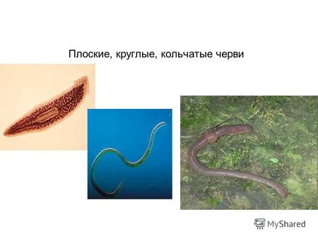 Плоские, круглые, кольчатые черви. Цель урока: Обобщить и проверить знания по темам «Плоские черви», «Круглые черви», «Кольчатые черви». Задачи: - Обучающие: