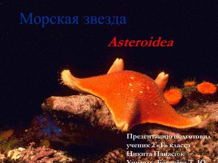 Морская звезда Asteroidea Презентацию подготовил ученик 2 «Г» класса Никита Панасюк Учитель: Богачёва Т. Ю.