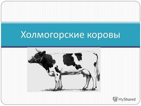 Холмогорские коровы. Холмогорская корова относится к молочным породам. Холмогорский скот был выведен в Холмогорском районе Архангельской области. О точном.