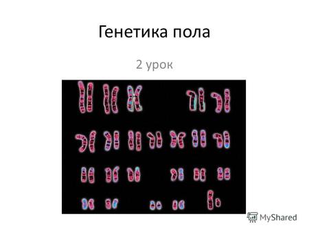 Генетика пола 2 урок. Как называются хромосомы, одинаковые у обоих полов?