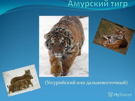 (Уссурийский или дальневосточный). Распространение Ареал тигра сосредоточен в охраняемой зоне на юго- востоке России, по берегам реки Амур и Уссури в.