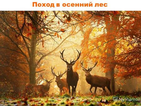 Поход в осенний лес. Осенью солнце светит меньше, дни становятся короче, холодает. У деревьев желтеет и опадает листва, исчезают насекомые, птицы и звери.