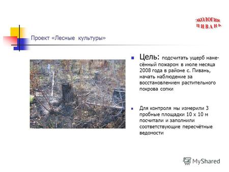 Проект «Лесные культуры» Цель: подсчитать ущерб нане- сённый пожаром в июле месяца 2008 года в районе с. Пивань, начать наблюдение за восстановлением растительного.