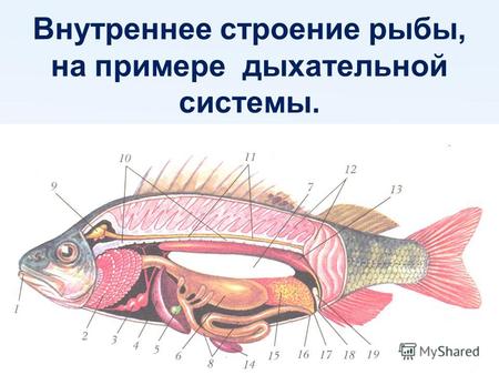 Лабораторная Работа По Биологии Строение Рыб