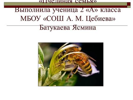 Проект на тему: «Пчелиная семья» Выполнила ученица 2 «А» класса МБОУ «СОШ А. М. Цебиева» Батукаева Ясмина.