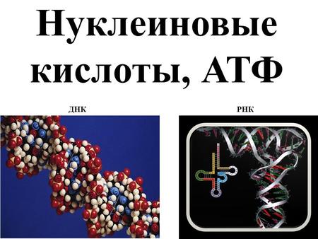 Нуклеиновые кислоты, строение и функции. АТФ. Выполнил Бабенко Д.О. ОПЛБА Одесса