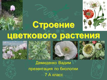 Строение цветкового растения Демиденко Вадим презентация по биологии 7 А класс.