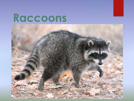 Raccoons Raccoon - carnivorous mammal that lives in the wild in most parts of North America. Raccoons of this type - the largest representatives of the.