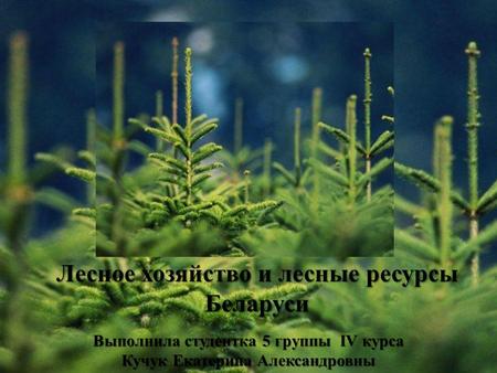 Лесное хозяйство и лесные ресурсы Беларуси Выполнила студентка 5 группы IV курса Кучук Екатерина Александровны.