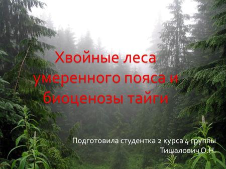 Хвойные леса умеренного пояса и биоценозы тайги Подготовила студентка 2 курса 4 группы Тишалович О. Н.