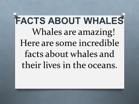 Интересные факты о китах на англизком языке