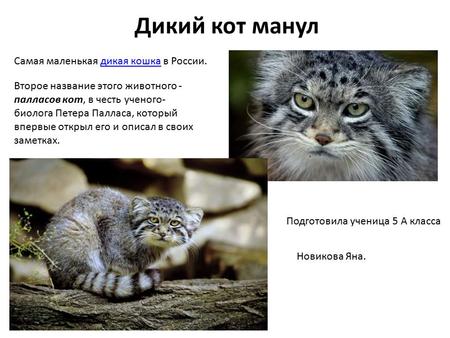 Дикий кот манул Cамая маленькая дикая кошка в России.дикая кошка Второе название этого животного - палласов кот, в честь ученого- биолога Петера Палласа,