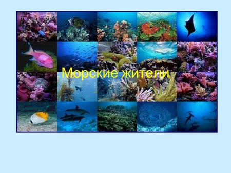 Морские жители. В морских водах живет множество мелких организмов. Это разные бактерии, малюсенькие водоросли, рачки, икринки рыб. На рисунке они большие,