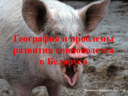 География и проблемы развития свиноводства в Беларуси Выполнил Якушев И., 4 к., 5 гр.