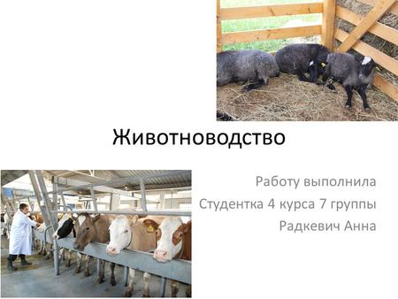 Животноводство Работу выполнила Студентка 4 курса 7 группы Радкевич Анна.
