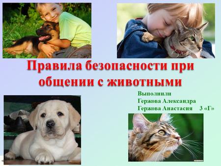 Выполнили Гержова Александра Гержова Анастасия 3 «Г» Правила безопасности при общении с животными.