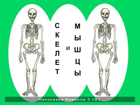 Николаева Камилла 3 «В». Скелет представляет собой сложный каркас из костей. Он формирует контуры тела, обеспечивает его движение, а также защищает мягкие.