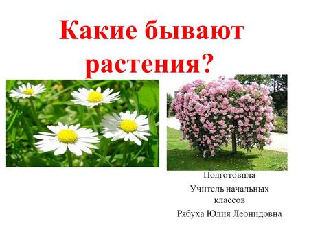 Какие бывают растения? Подготовила Учитель начальных классов Рябуха Юлия Леонидовна.