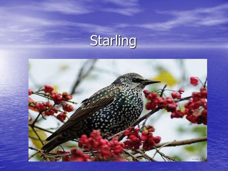 Starling European starling is a songbird that belongs to the family of starlings. It originates from Europe, but it can be found around the world today.