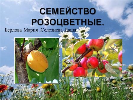 Берлова Мария, Селезнева Даша. При сухих плодах часто сохраняются и увеличиваются в размерах столбики, а также чашелистики. Цветки многих видов выделяют.