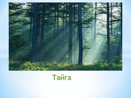 Тайга Тайга поширена тільки на півночі Євразійського та Північноамериканського материків. Велика частина дерев у тайзі хвойні, але є і листяні. Тайга є.