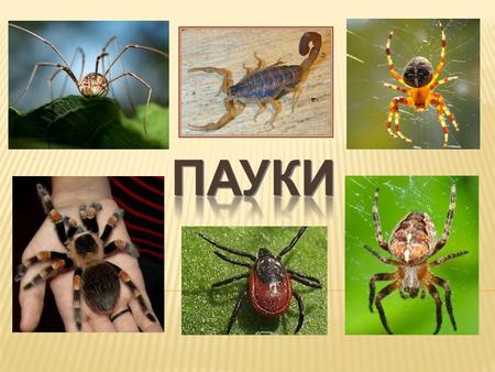 Отряд - паукообразные, подтип –Хелицеровые, тип членистоногие. Представители: пауки, скорпионы, клещи. Латинское название: Arachnida Для пауков характерно.
