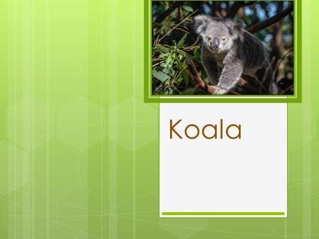 Koala Vulnerable look In the wild, there are only 100,000 coals left, according to the Australian Koala Foundation. And all because for the twentieth century.