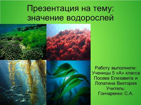 Презентация на тему: значение водорослей Водоросли Презентация