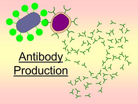 Antibody Production The blood contains two types of white blood cell or leukocyte Phagocytes ingest bacteria by endocytosis Lymphocytes produce antibodies.