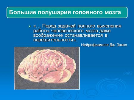 Большие полушария головного мозга «… Перед задачей полного выяснения работы человеческого мозга даже воображение останавливается в нерешительности». «…