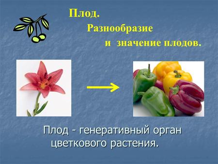 Плод. Разнообразие и значение плодов. Плод - генеративный орган цветкового растения. цветкового растения.