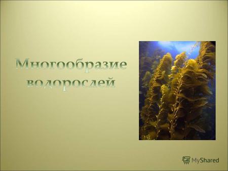 Проверим домашнее задание 1.В каких водоёмах встречаются водоросли? 2.Как отличить водоросли от высших водных растений? 3.Что вам напоминают по внешнему.